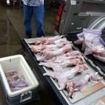Once the hunt is over, the cleaned rabbits are split amongst the hunters.