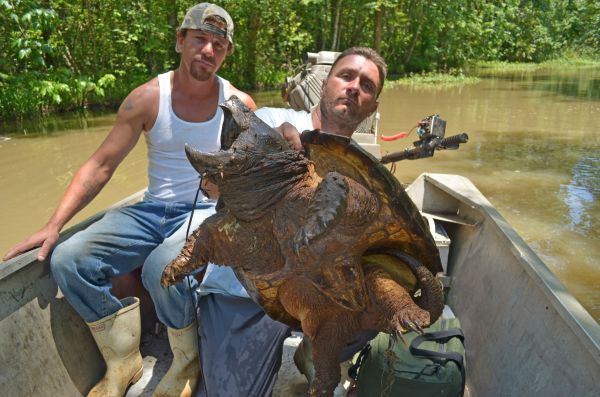 how to catch alligator snapping turtles