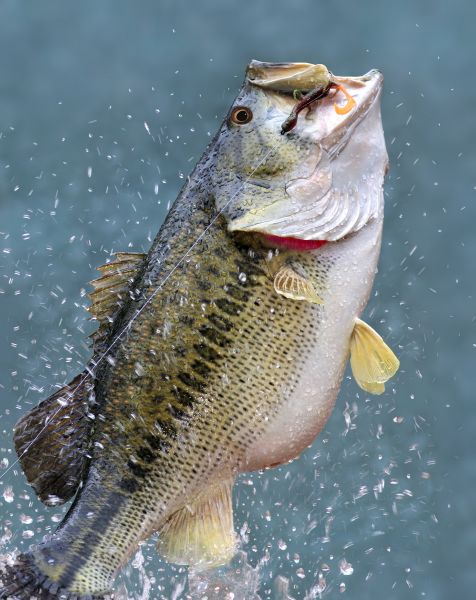 alyssa pro fishing reel Pinnacle Alyssa XLT Baitcast Reel 6.2:1 : Amazon.com.be: Sports & Outdoors