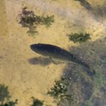 The contrast between darker grass and sandy bottom can help you spot fish in bright, glaring conditions.