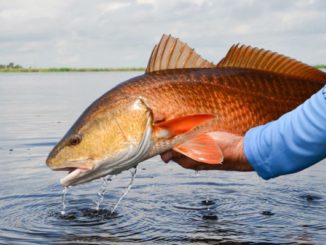 Redfish thrive in the marsh habitats created by the Caernarvon Freshwater Diversion project.