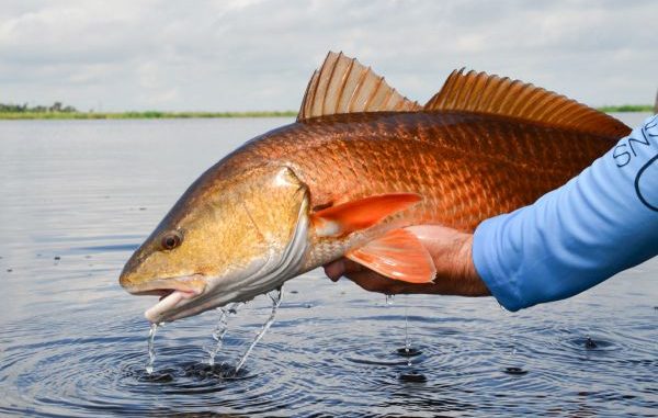 Redfish thrive in the marsh habitats created by the Caernarvon Freshwater Diversion project.