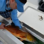 Fish are placed carefully to the livewell to keep from injuring them.