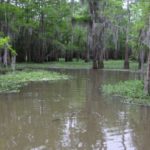 Sloughs like this should never be passed up and are excellent locations for catching bream, chinquapins and crappie.