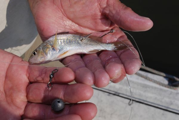 coho river fishing lures 10 Amazing Lures for Coho Salmon in Rivers