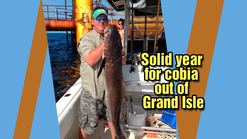 The cobia bite has been pretty consistent lately and Capt. Daryl Carpenter, with Reel Screamers Guide Service, gives his tips.
