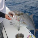 Rapidly working a butterfly jig over amberjack structure will earn you a solid bite.