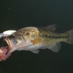 Big crankbaits are often just the thing to fire up a deep school of bass.
