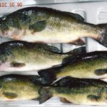 The author broke his decades-old personal record when he caught a 6 1/2-pound bass in the spring.