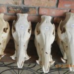 How should trophy status be judged in hogs? The author believes skull measurements are the key.