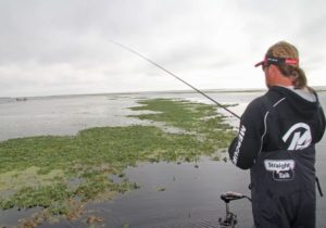 Just like hard shorelines, bass favor the contour points in grass mats.
