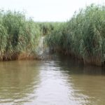 Breaks in Roseau cane funnel water and create natural feeding spots.