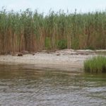 Hard shell banks hold lots of food sources for redfish, so pay attention to these breaks in vegetation.