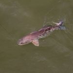 The striking blue tail of a lit-up redfish stands out in the muddy marsh water.