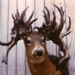 Sammy Walker’s odd-looking and heavy-headed buck was killed in Iberville Parish in the late 50s, but because the unusual antler growth was attributed to a hormone imbalance it was not eligible for the B&C Records.