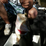 The big bass Vincent Collins caught Thursday afternoon on the Calcasieu River tipped the handheld scale onboard at 10.2 pounds.