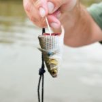 Derek Logan maintains that cut mullet is a dependable bait for blue catfish in his area.