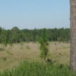 Southeast Louisiana doesn’t exactly offer the same as midwest farm country or Texas hill country for deer habitat. So pattern and ambush deer (ANY deer) in our piney woods and feel free to gloat and walk tall.