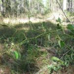 Finding browse isn’t the half of it. Making sure it’s actually BROWSED is what counts, as the case with this smilax.