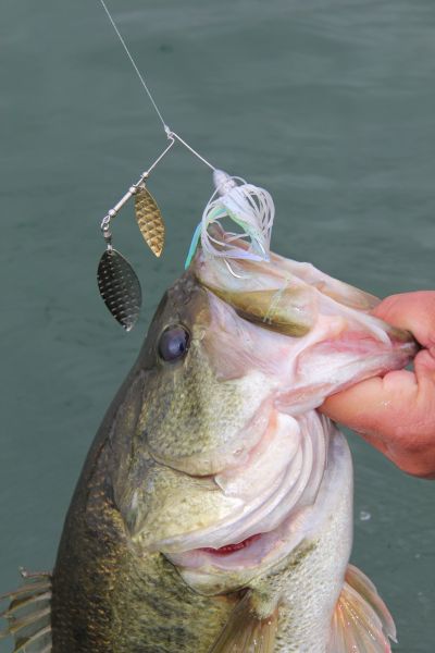 Top post-front bass-fishing lures
