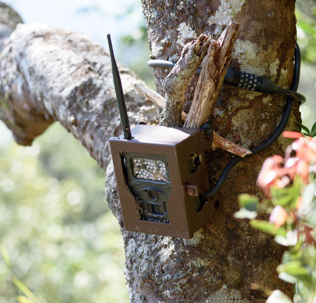 Trail cameras have changed deer scouting forever. Some advanced models can transmit photos to a hunter’s laptop or even his or her cell phone in real time.