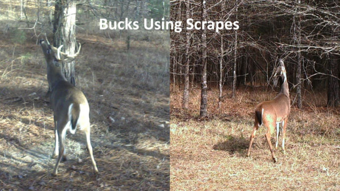 Scrape activity includes more than just deer pawing at the ground. They also use overhanging limbs to leave scents and serve as signposts of their social ranking.