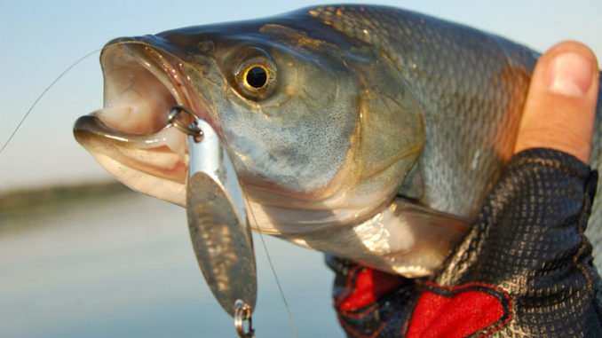 Adding a treble or feathered hook to a jigging spoon — or changing the size of the lure — can make all the difference when fishing winter bass.