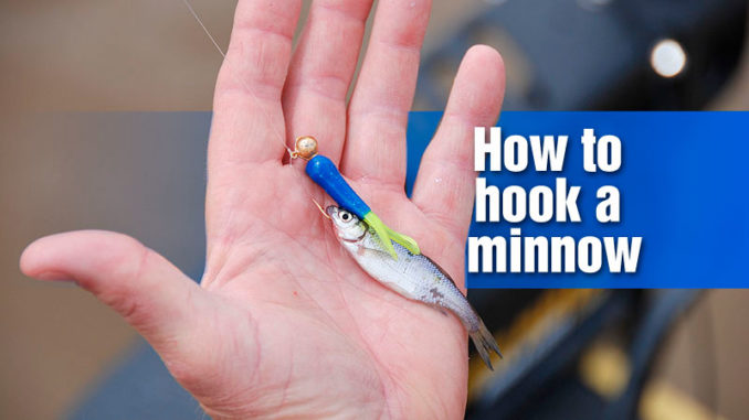 how to hook a minnow for crappie fishing