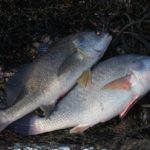 Gaspergou resemble their saltwater cousin black drum, but are unmarked by any spots, bars or colors other than silver.