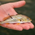 Croakers were hooked to the rear of their bodies rather than in the middle of their backs. Croakers were hooked to the rear of their bodies rather than in the middle of their backs.