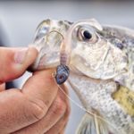 Properly presented plastics can be just as effective for sac-a-lait as live shiners.