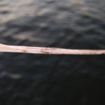 Stingray spines like this are feared by anglers, especially those wading in the surf.