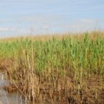 Layers of sediment deposited from diversions on the east side of the Mississippi River are creating new land like this in the marshes near Bay Deneese.