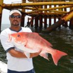 Red snappers are becoming more common at shallow-water platforms as their population continues to expand.