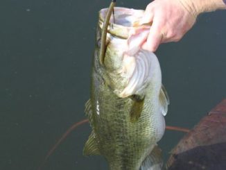 Take a finesse-oriented Senko, add a bullet weight to the nose to give bass a different look.