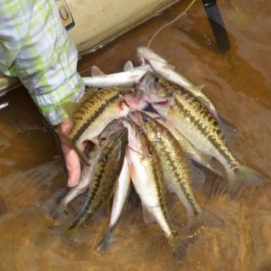Chitto Fish Louisiana Sportsman