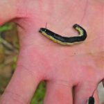 This catalpa worm fresh off the tree doesn’t know it yet, but its about to go fishing.