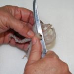 3) Remove the muscular mouth and beak from the center of the tentacles. Discard the beak and save the tentacles.