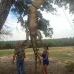 Roger Rivers and his daughter Christina pose with the big gator they killed on Sept. 20 north of Toledo Bend, which also measured 14-1.