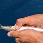 2) Gently squeeze the gut contents of the fish toward the rear and out its anus.