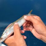 3) By hand, break the backbone of the fish in three places.