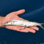 4) The fish is threaded on a hook crimped to the 300-pound-test leader, and a nose spring is screwed down on the crimp pin.