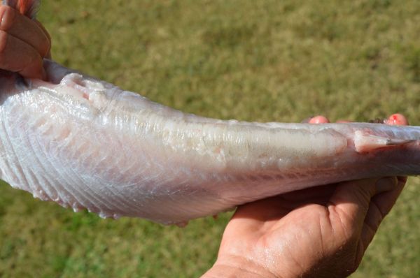 1) Inspect skinned blue catfish for the presence of an elevated fatty ridge on their backs. These fish need trimming.