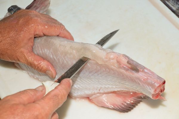 3) Beginning behind the soft, fleshy fin on the back of the fish, cut deeply enough to remove all of the ridge the length of the fish.