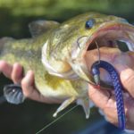 Fry-type plastic worms such as this Texas-rigged Mister Twister Poc’it Fry have always been popular with anglers fishing the Atchafalaya Basin and its adjacent waters.