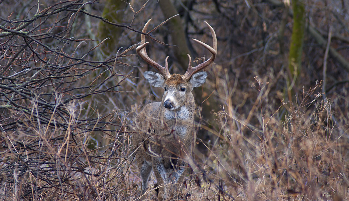 Being close to a big buck at ground-level is an experience not many hunters will easily forget, especially if you’re able to put your tag on him.