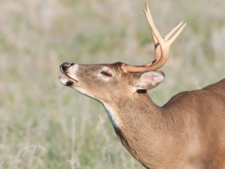 When a whitetail buck lifts his nose to test the wind, will he smell your last meal, what was on the seat of your truck, and the flowery detergent in which you washed your hunting clothes?