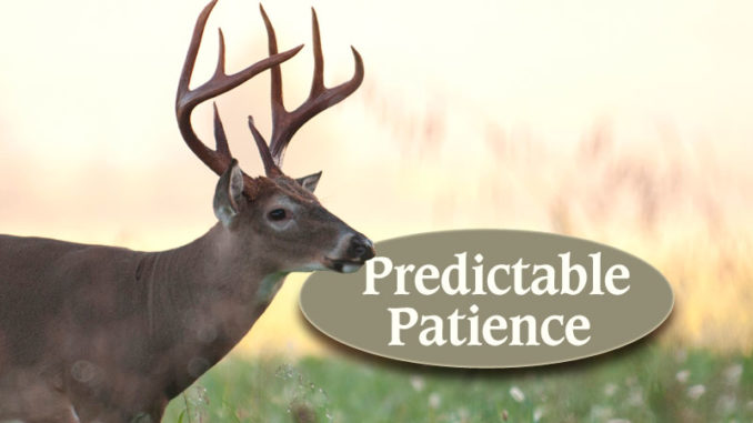 Do Deer Follow A Predictable Route Every Day?