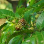 If you can find an oak tree producing acorns in or on the edge of a pine plantation, the odds are good deer will show up.