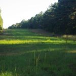 Pipelines like this one on Wild Turkey Hunting Club in St. Helena Parish make great locations for green strips and box stands.